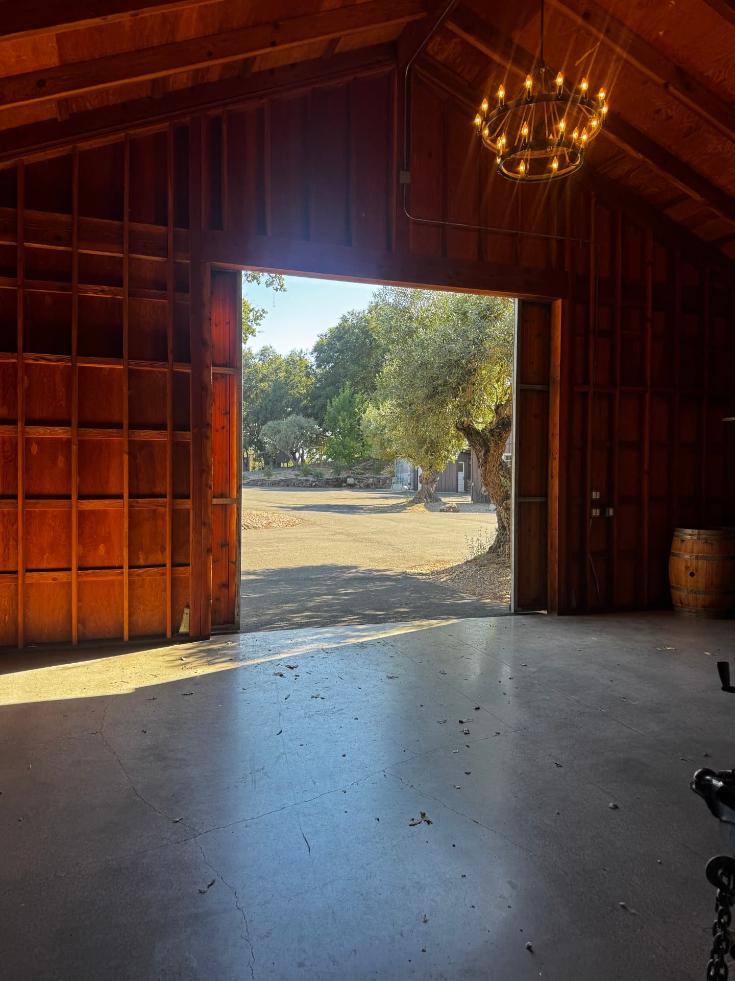 Looking out the open barn door toward an old olive tree